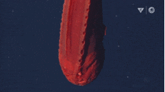 10-strange-creatures-found-in-the-deep-sea-in-2021-picture-3-752osenTy (1).gif